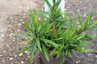 ASTER NOVI BELGII PROFESSOR ANTON KIPPENBERG 1L