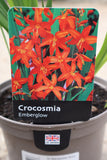 CROCOSMIA EMBER GLOW 2L