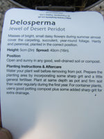 DELOSPERMA JEWEL OF DESERT PERIDOT 1L