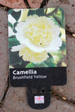 CAMELLIA JAPONICA BRUSHFIELDS YELLOW - DOUBLE CREAM 3L