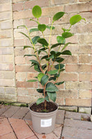 CAMELLIA JAPONICA MARGARET DAVIS - WHITE ROSE 3L