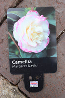 CAMELLIA JAPONICA MARGARET DAVIS - WHITE ROSE 3L