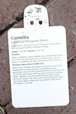 CAMELLIA JAPONICA MARGARET DAVIS - WHITE ROSE 3L