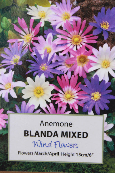Anemone Blanda Mixed - 10 bulbs