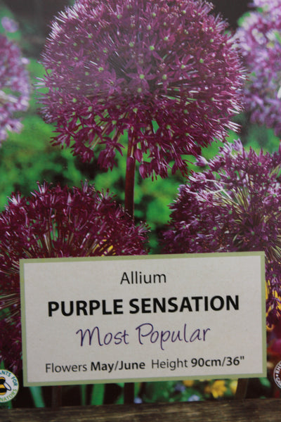 Allium Purple Sens x5