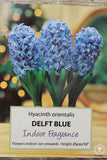Hyacinth (Prepared) Delft Blue x3