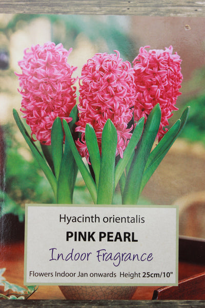 Hyacinth (Prepared) Pink Pearl x3