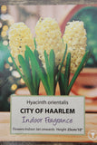 Hyacinth (Prepared) City of Haarlem x3