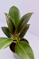 Ficus elastica mix 8.5cm pot