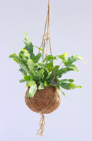Kokodama® foliage plants 12cm String Bio-Pot