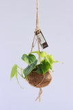 Kokodama® foliage plants 12cm String Bio-Pot
