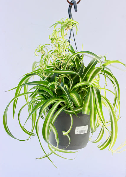 Chlorophytum 'Bonnie' 'Spider Plant' 18cm Hanging Pot