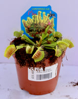 Carnivorous Plant Mix 9cm (Asst)