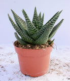 Aloe Mix 10.5cm Pot