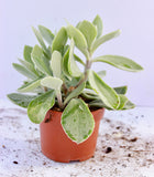 Succulent Mix 10.5cm Pot