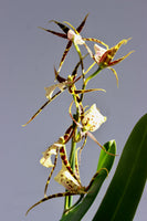 Brassia Mix 12cm 1 stem