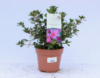 Azalea japonica mix 15cm Pot