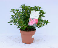 Azalea japonica mix 15cm Pot