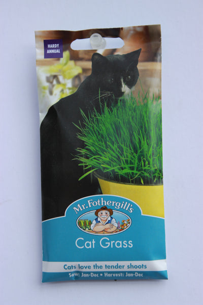 CAT GRASS Avena sativa