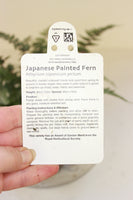 FERN JAPANESE PAINTED (HARDY DECIDUOUS) 1L