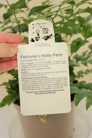 FERN EVERGREEN FORTUNES HOLLY 2L