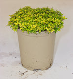 THYME ARCHERS GOLD 9CM  HERB