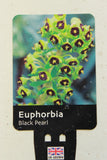 EUPHORBIA BLACK PEARL 2L