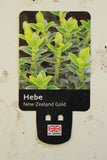 HEBE NEW ZEALAND GOLD 1.5L