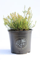 Heather 1L - Erica x Darleyensis 'Winter Treasure'