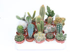 Cactus mix 5.5cm pot