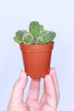 Cactus mix 5.5cm pot