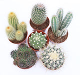 Cactus 8.5cm Pot