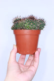 Cactus 8.5cm Pot