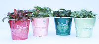 Fittonia mix 12cm Pot with Pot Cover
