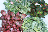 Fittonia mix 12cm Pot with Pot Cover