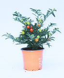 Solanum pseudocapsicum 12cm Pot