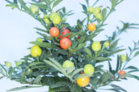 Solanum pseudocapsicum 12cm Pot