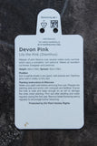 DIANTHUS DEVON LILY THE PINK (PROTECTED) 1L