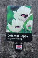 POPPY ORIENTAL ROYAL WEDDING 1L