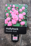 HOLLYHOCK DOUBLE PINK 1L