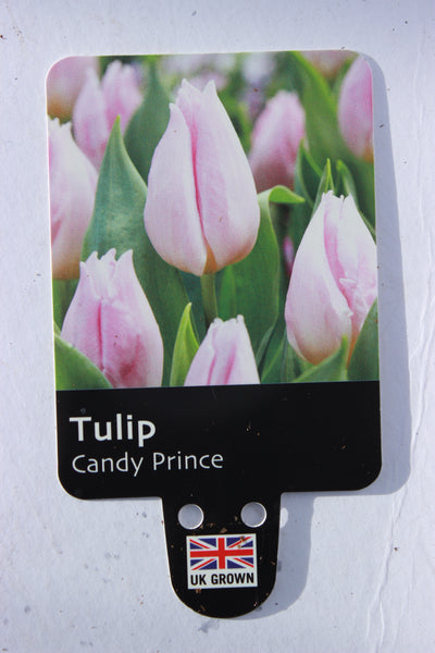 TULIP CANDY PRINCE (SINGLE) 1L