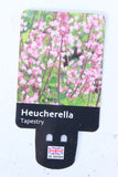 HEUCHERELLA TAPESTRY (SPRING) 2L