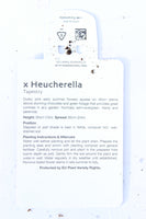 HEUCHERELLA TAPESTRY (SPRING) 2L