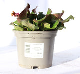 BERGENIA ROSENKRISTALL 2L
