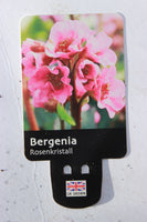 BERGENIA ROSENKRISTALL 2L