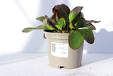 BERGENIA SCHNEEKRISTALL 2L