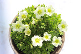 SAXIFRAGE ALPINO EARLY LIME V11