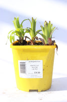 LILIES EASY START ASIATIC YELLOW 1.4L