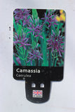 CAMASSIA CAERULEA 2L