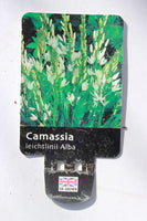 CAMASSIA LEICHTLINII ALBA 2L